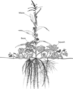 Companion Planting Guide: How to Know What to Plant Together | Food ...