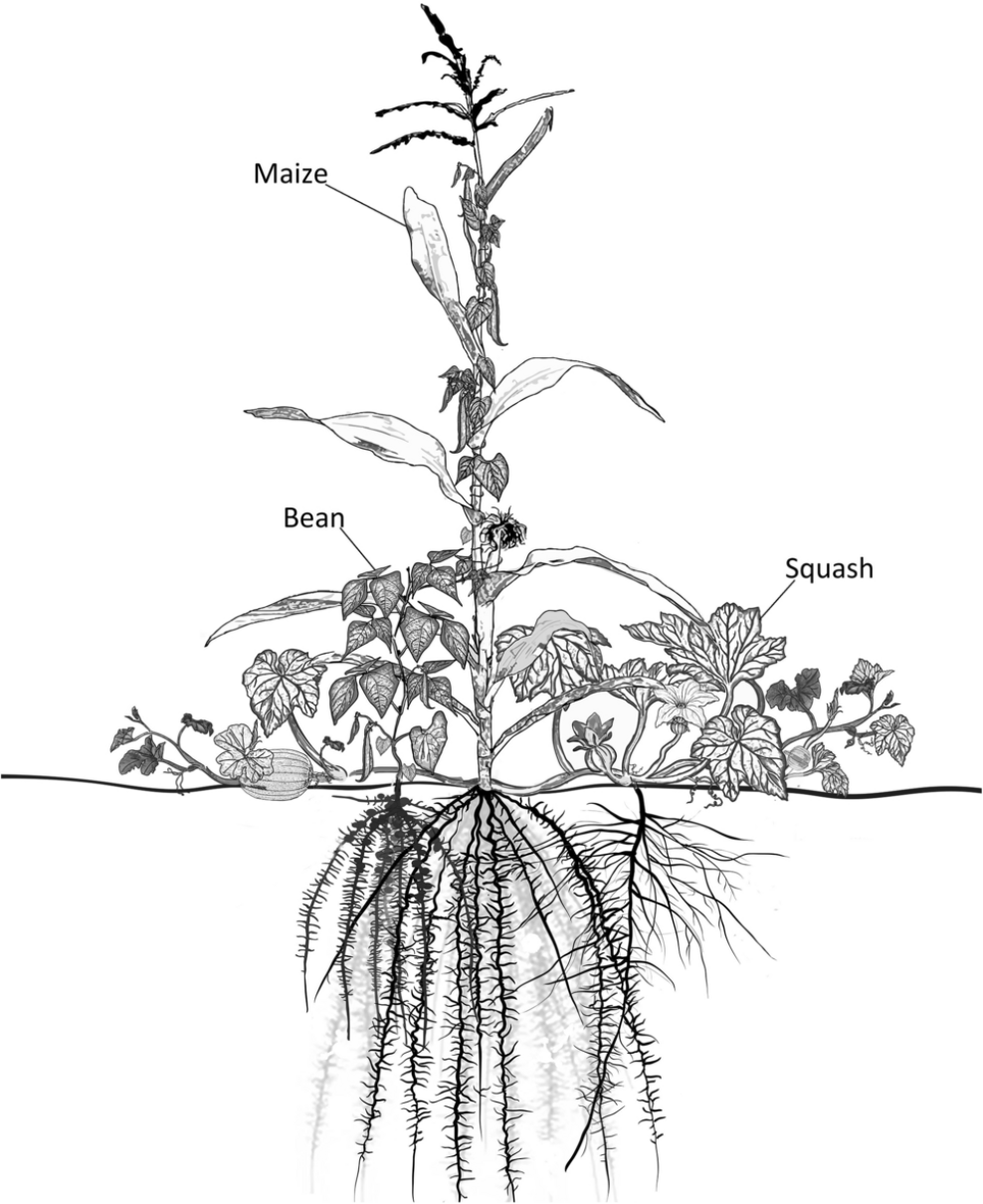 同伴種植簡史