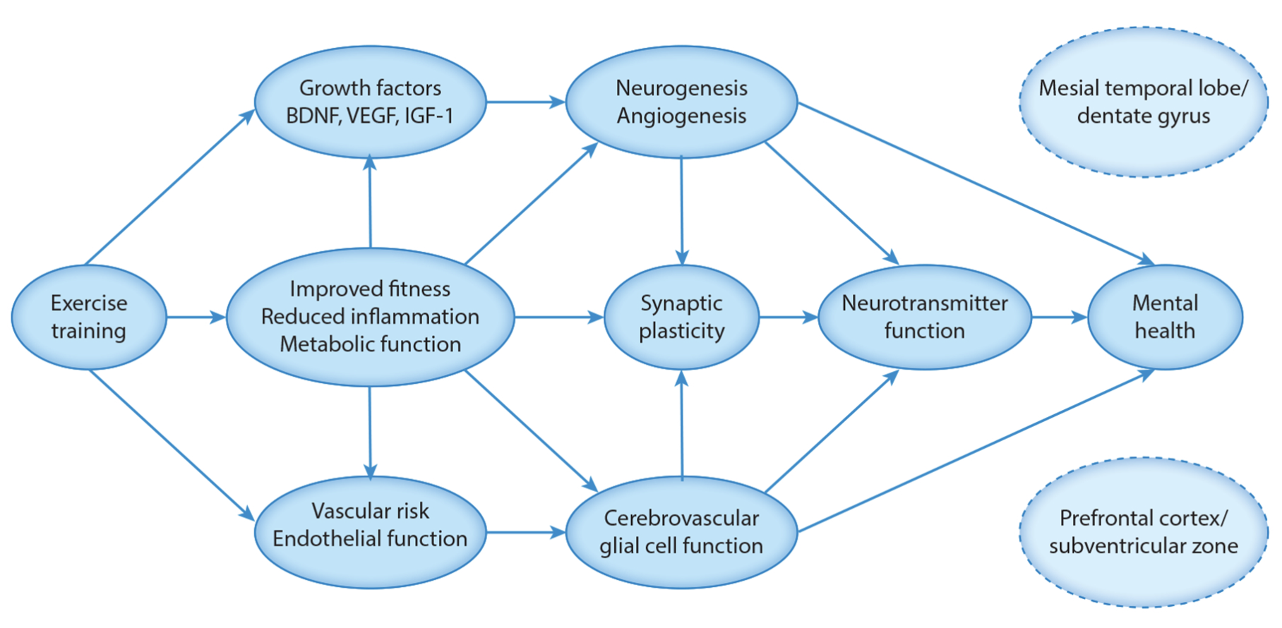 Conceptual model of neurobiological mechanisms by which exercise training improves mental health outcomes. Abbreviations: BDNF, brain-derived neurotrophic factor; IGF-1, insulin-like growth factor 1; VEGF, vascular endothelial growth factor.