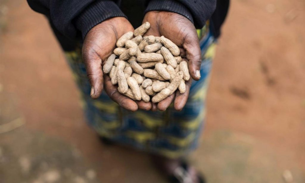 Indigenous peanut variety in Uganda
