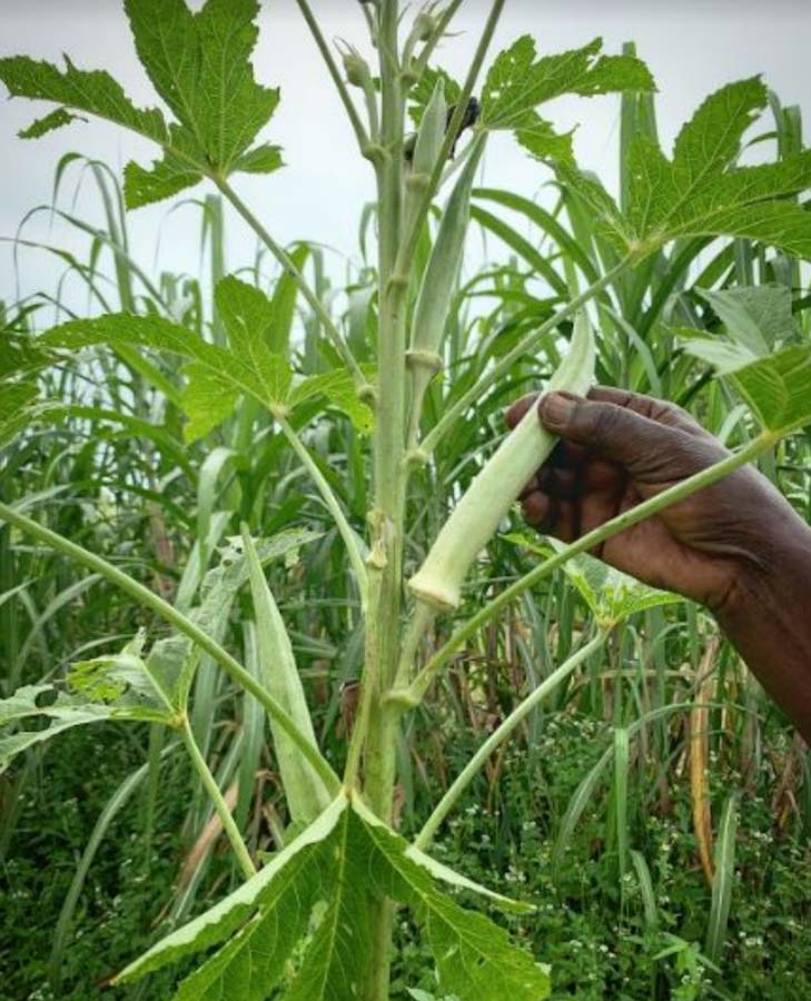 Indigenous African okra plant