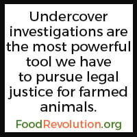 Undercover investigations factory farming quote