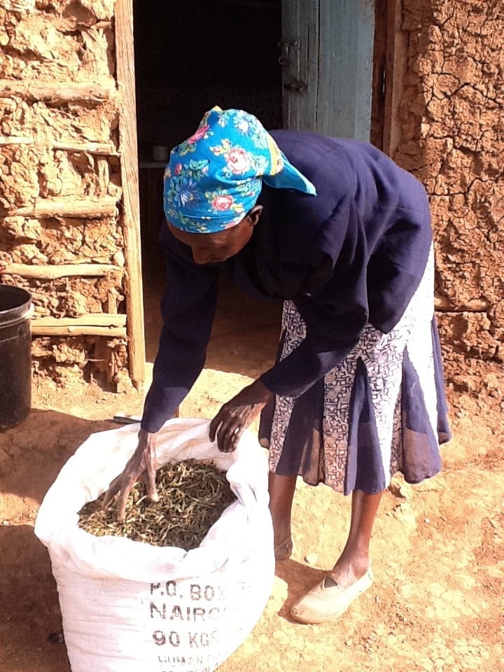 woman with bag of harvested stevia