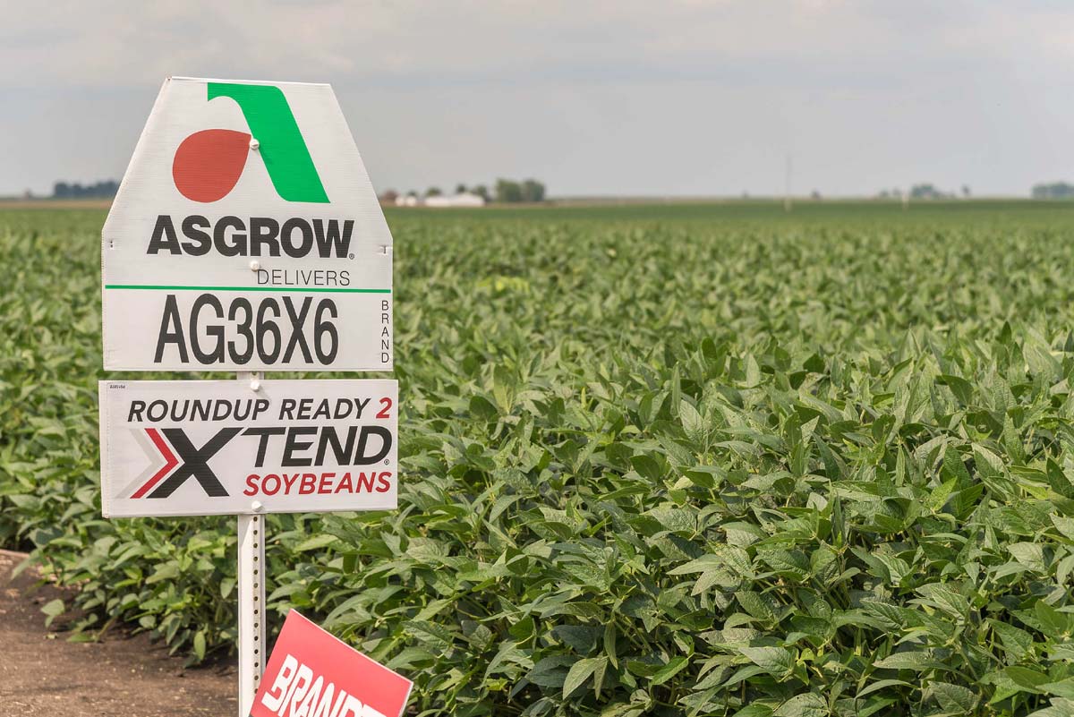 roundup ready soybeans and signage