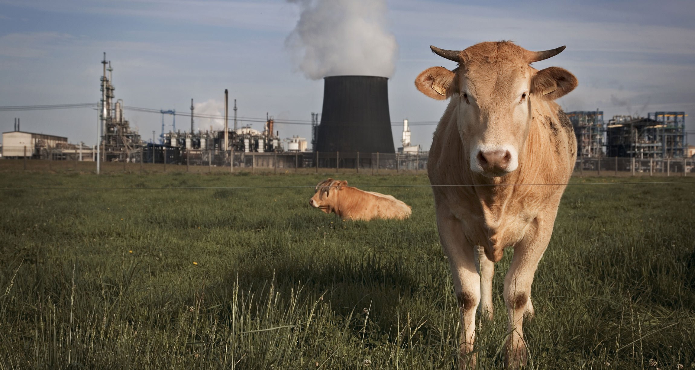 Cows in a field in front of a power plant.