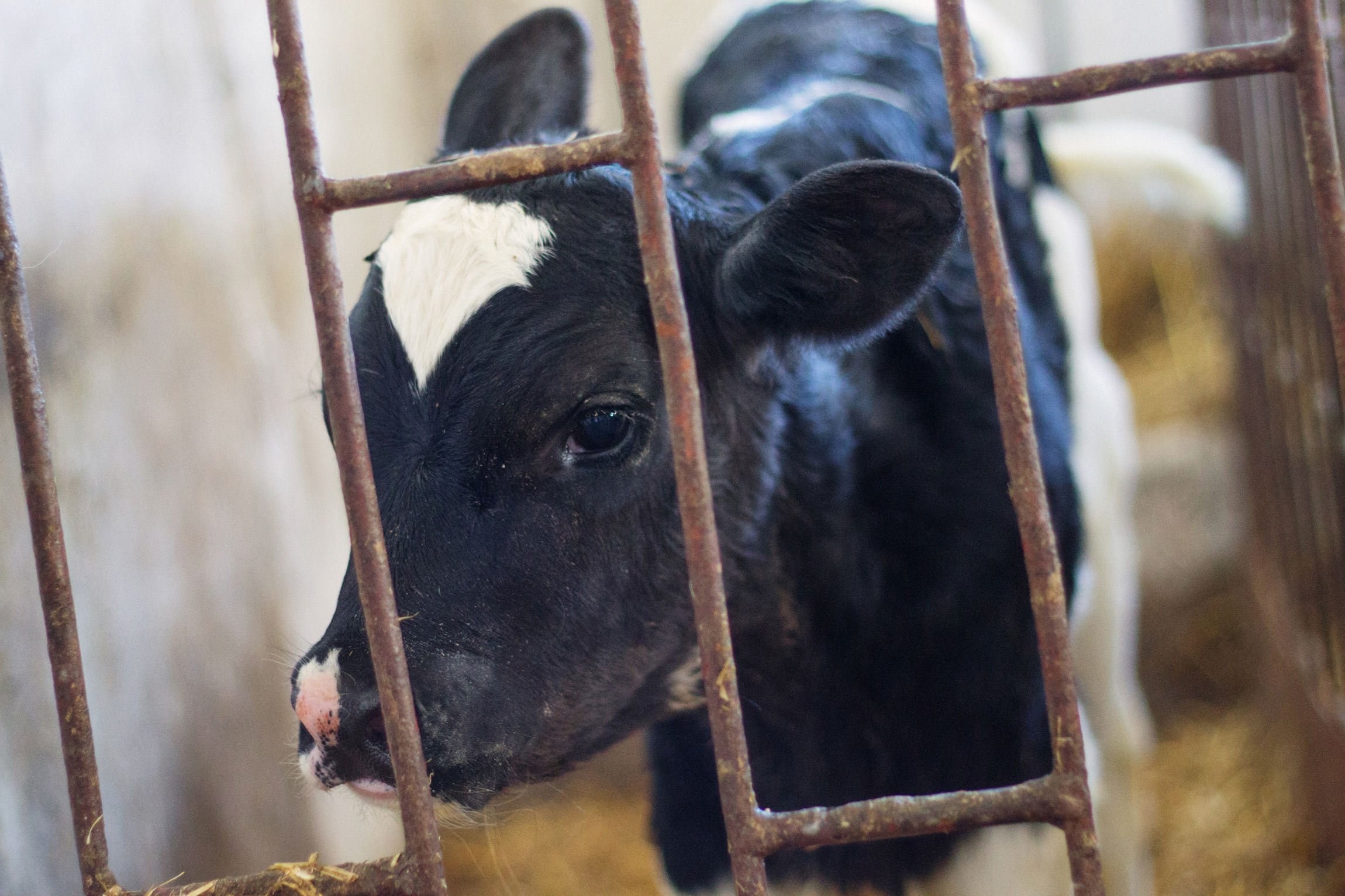 Die Wahrheit über Milch: ethische und ökologische Auswirkungen