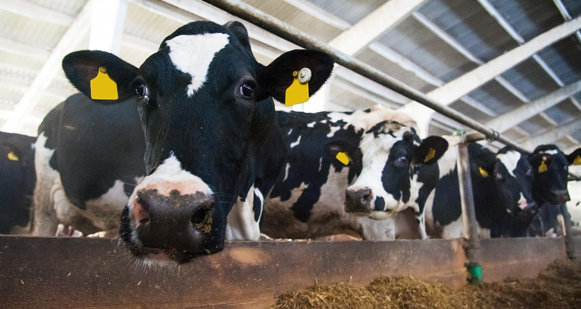 dairy cows in barn