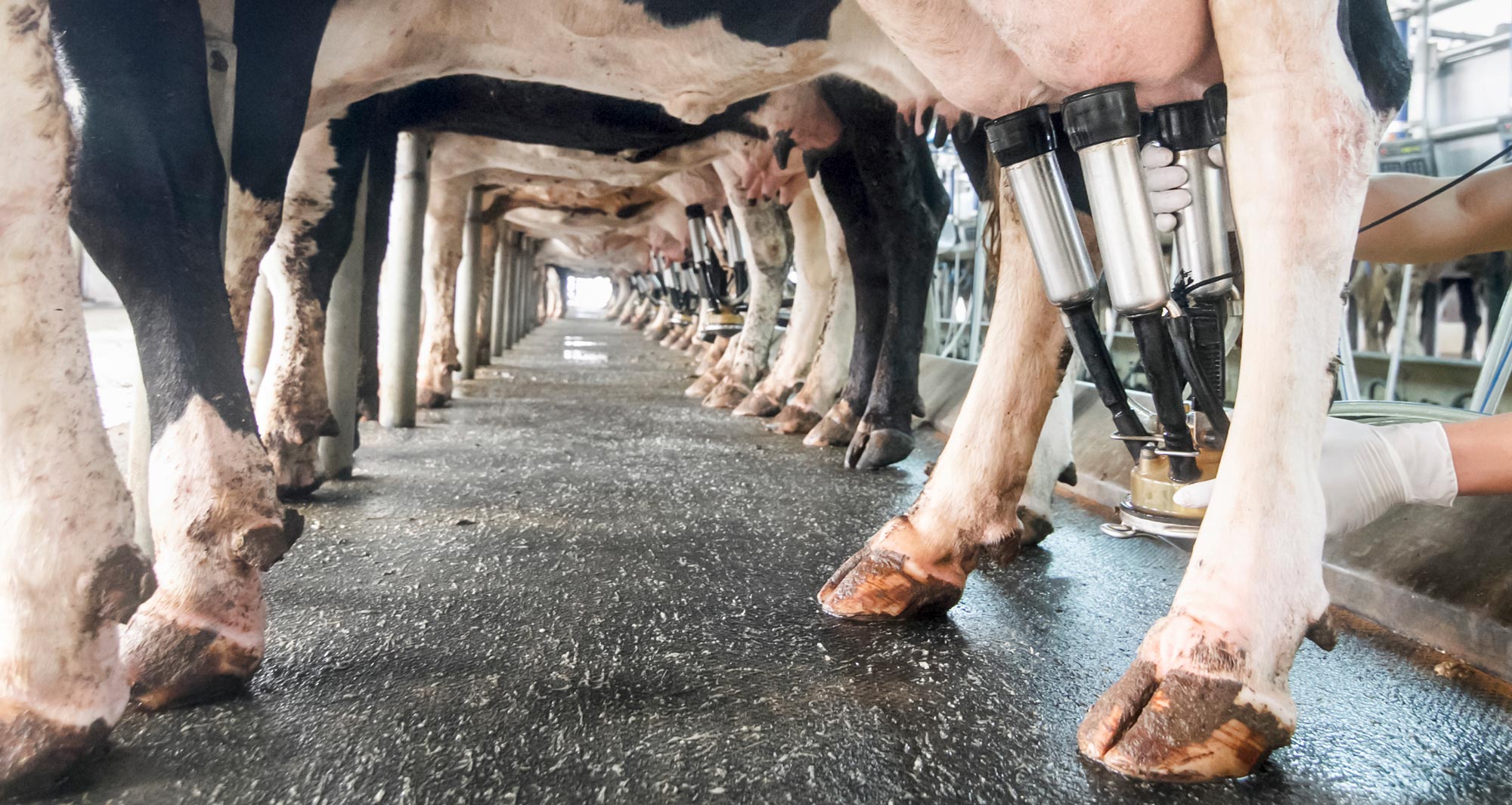 dairy cows being milked