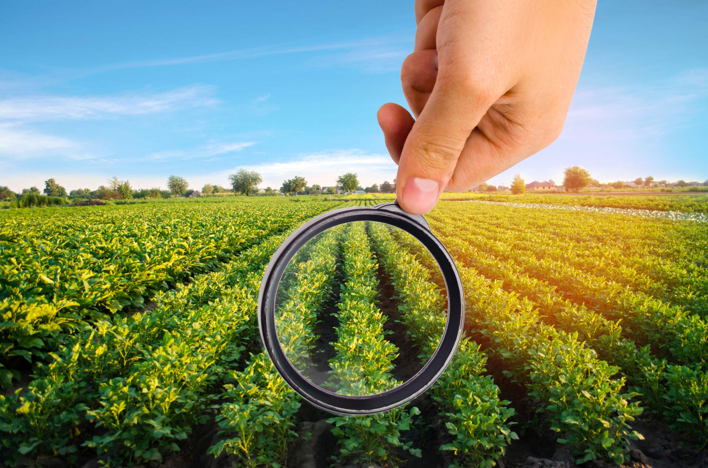 Magnifying glass over crops