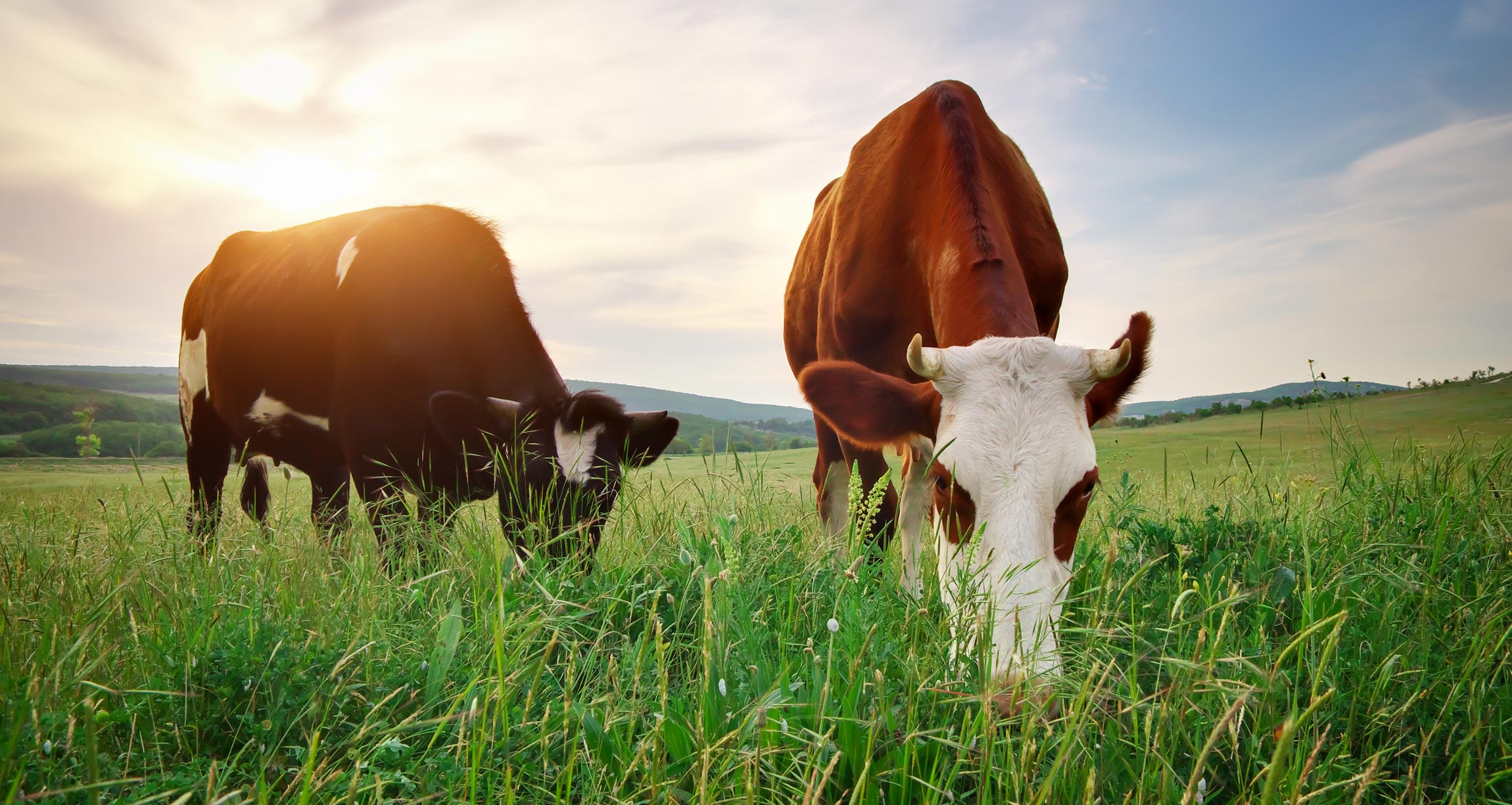 Learn the truth about grass fed beef