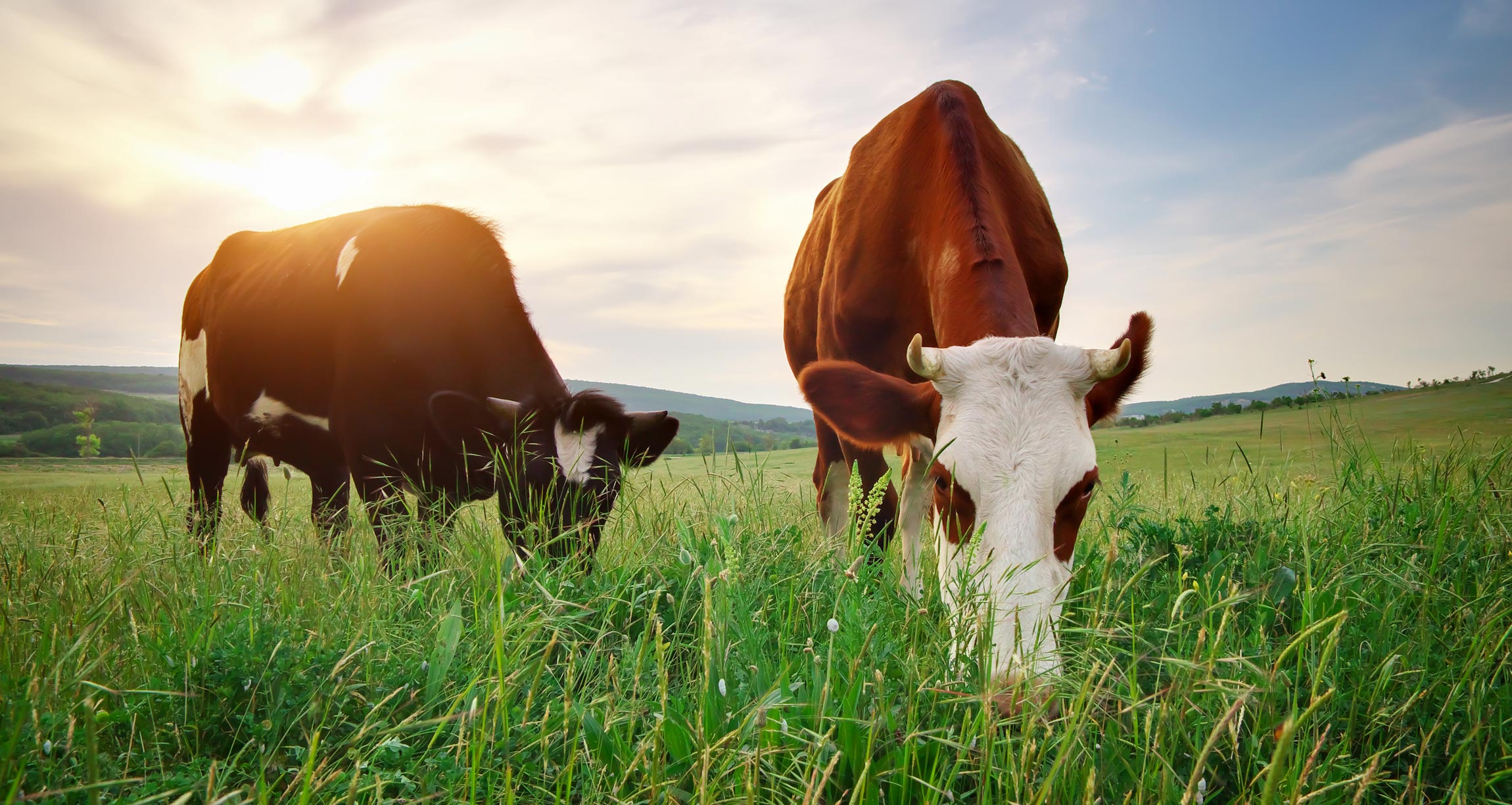 Why More Farmers Are Making The Switch To Grass-Fed Meat And Dairy