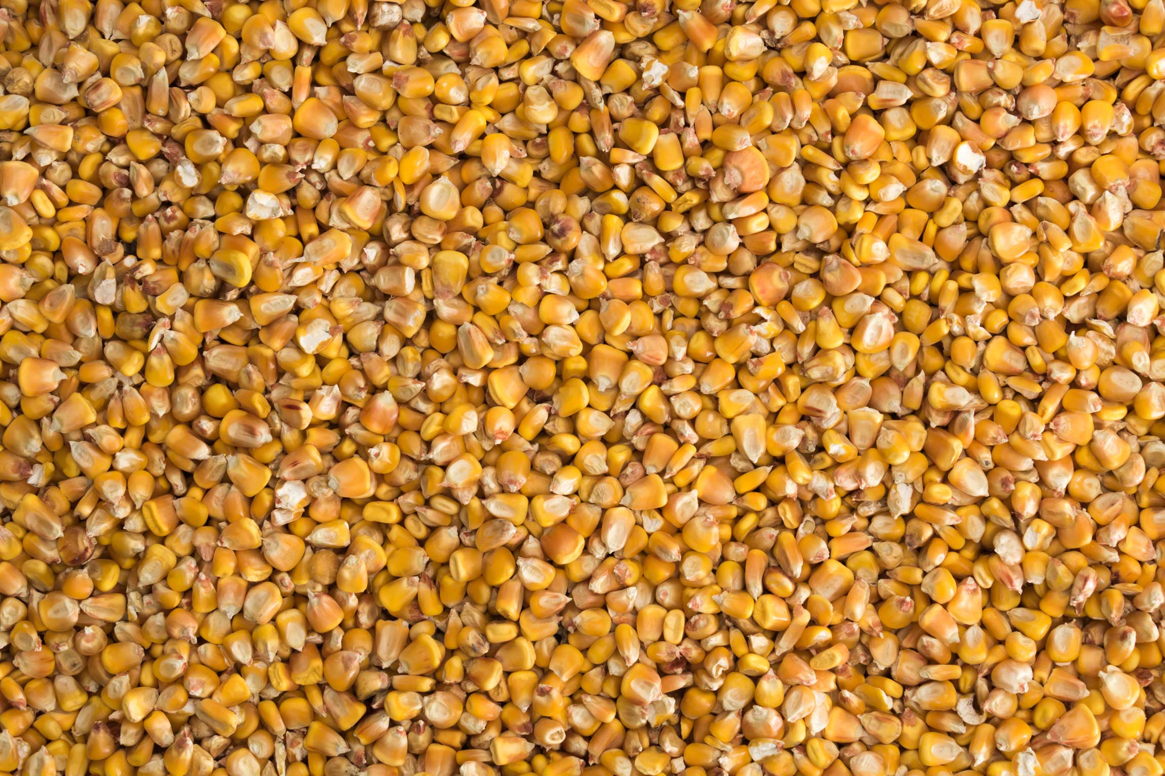 close-up of cornfeed