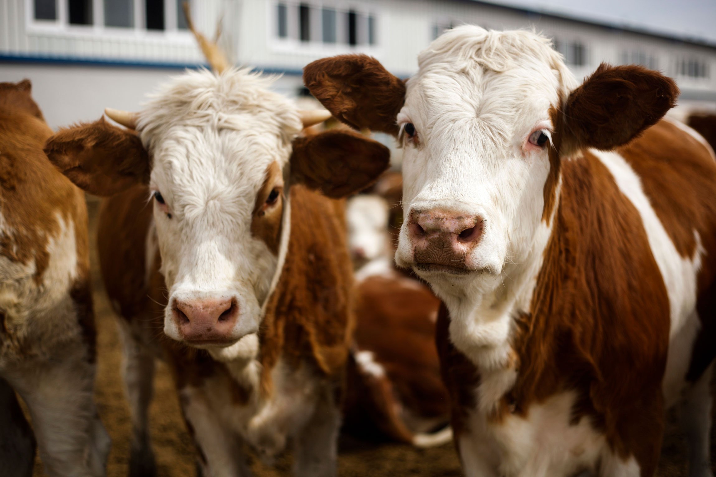 closeup of cows