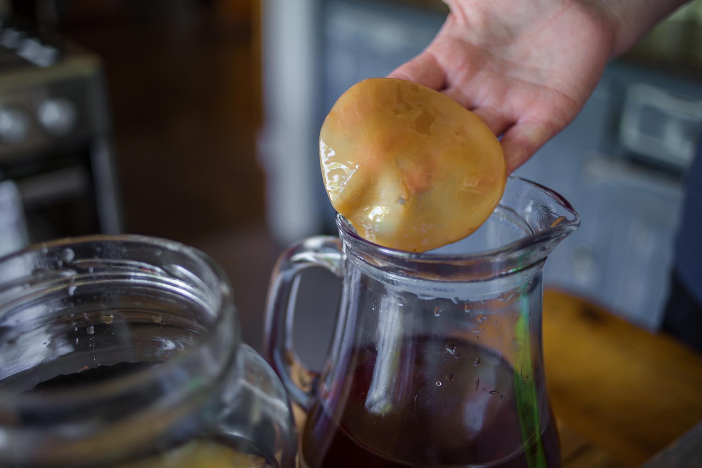 hand holding fermented layer from kombucha