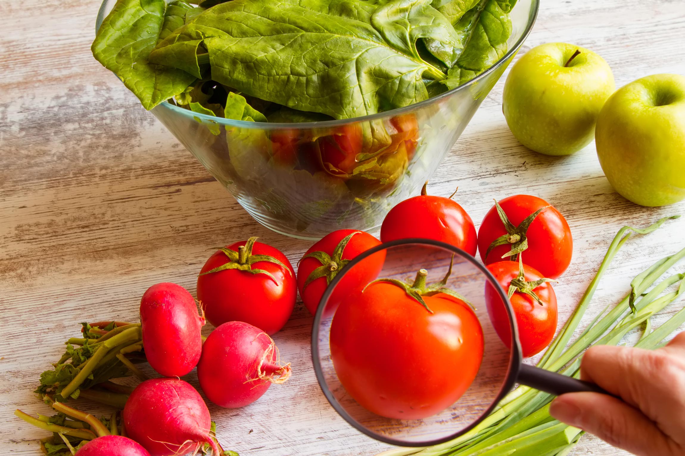 Examining tomatoes on a counter with a magnifying glass