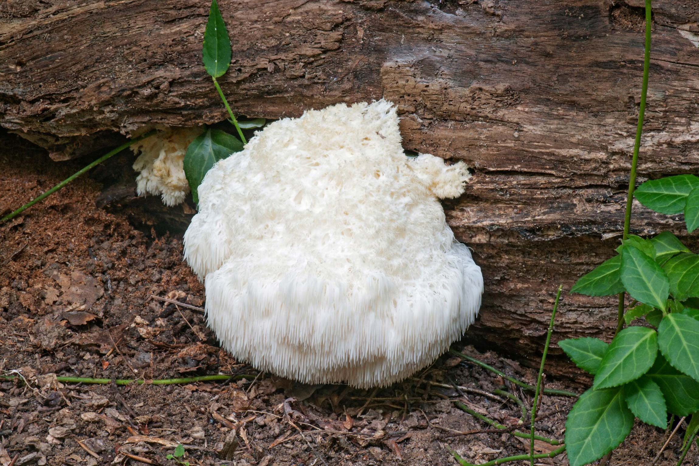 lionsmane mushroom