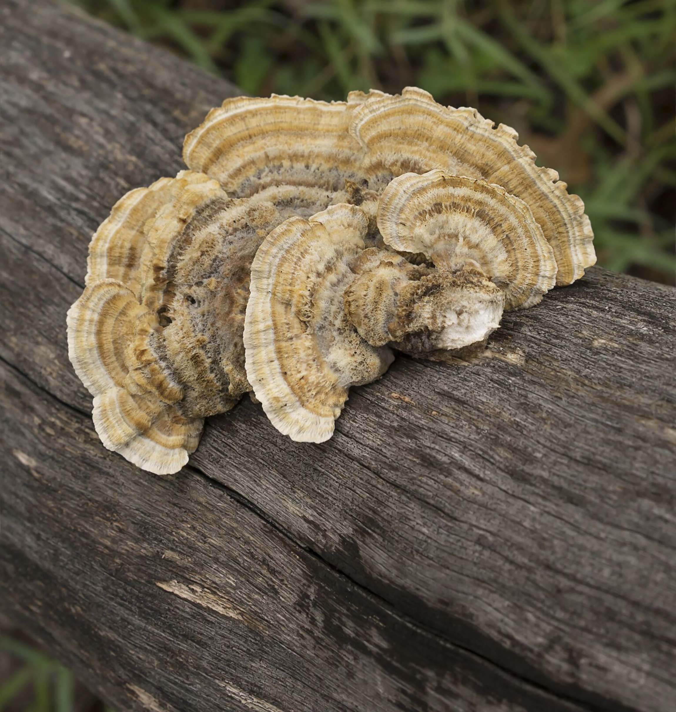 fungus on a log