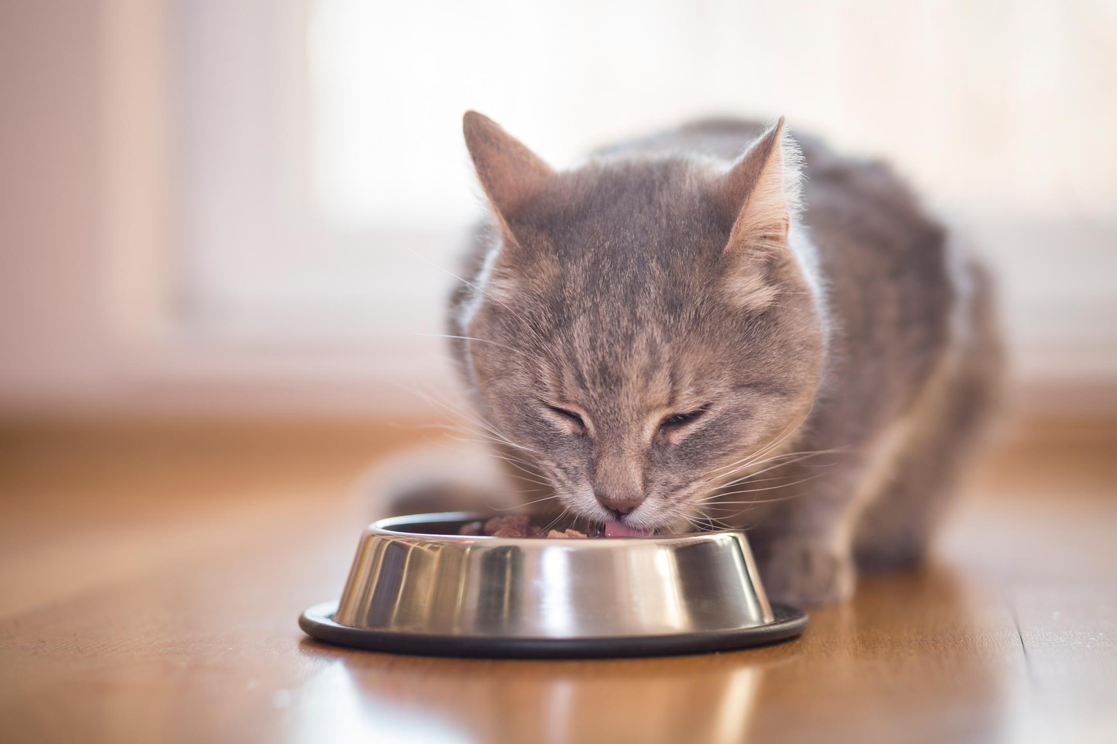 cat eating food from bowl.