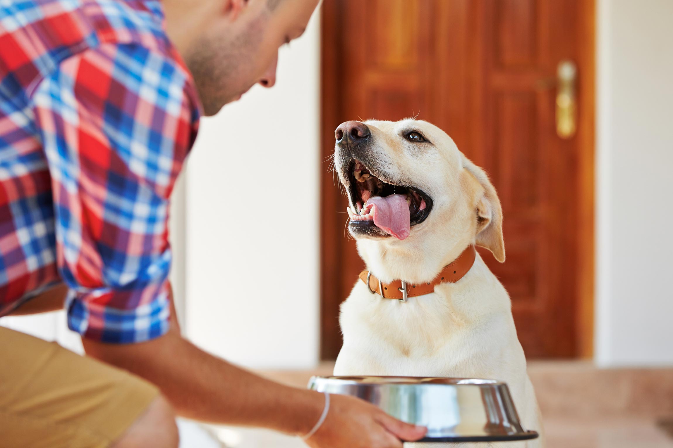 man feeding dog