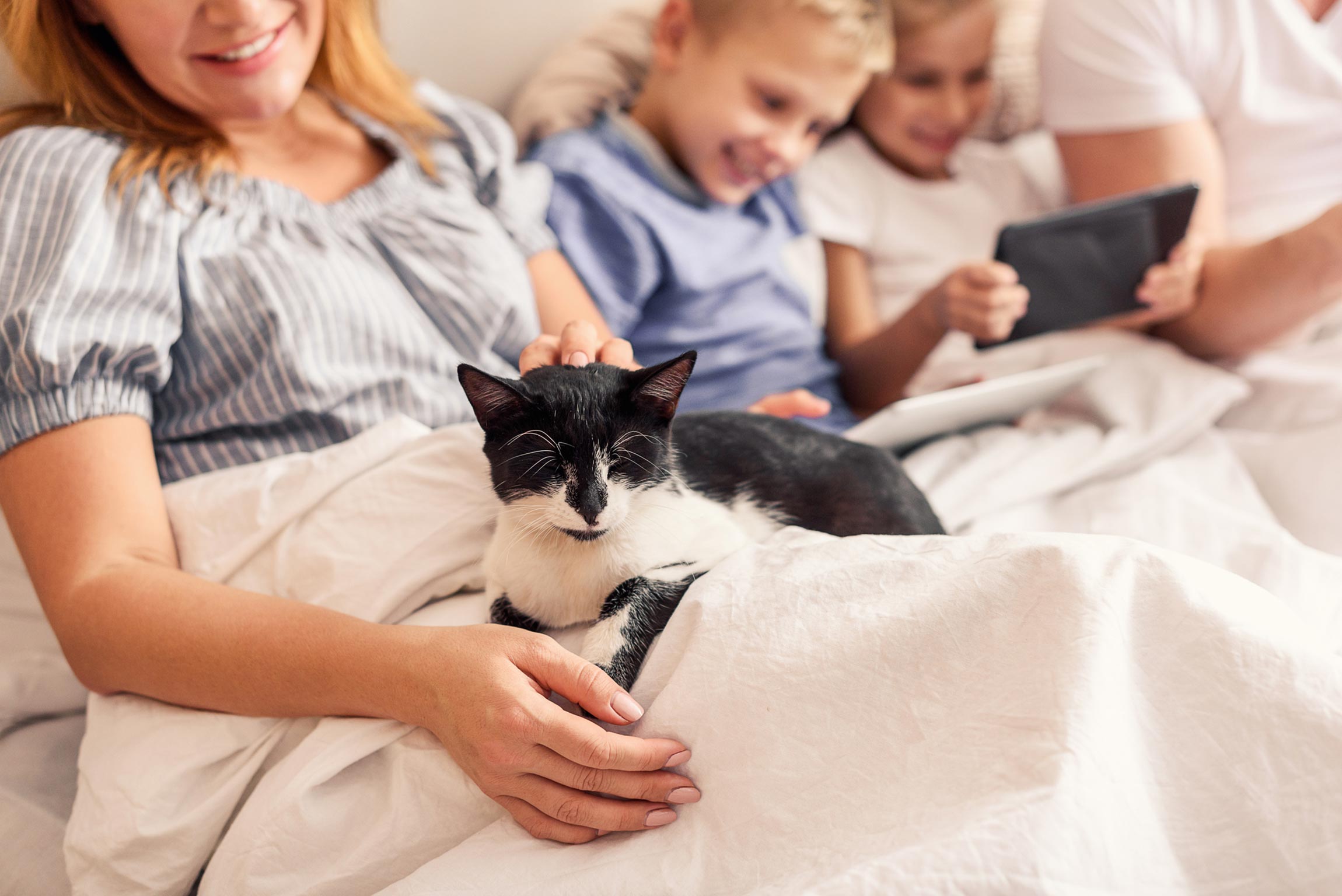 cat in the lap of owner