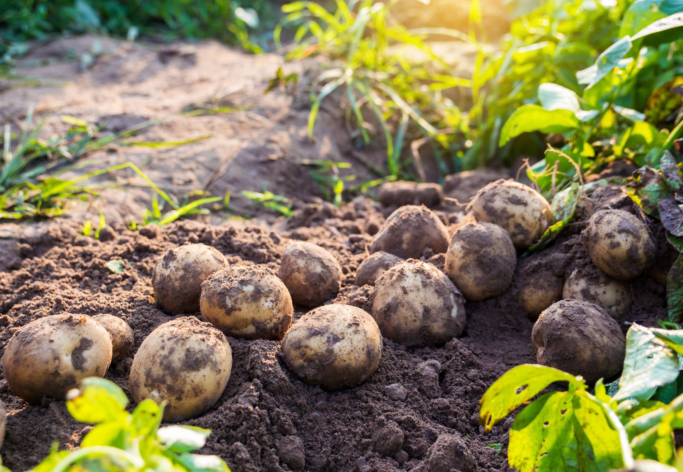 Potato nutrition: are potatoes healthy?