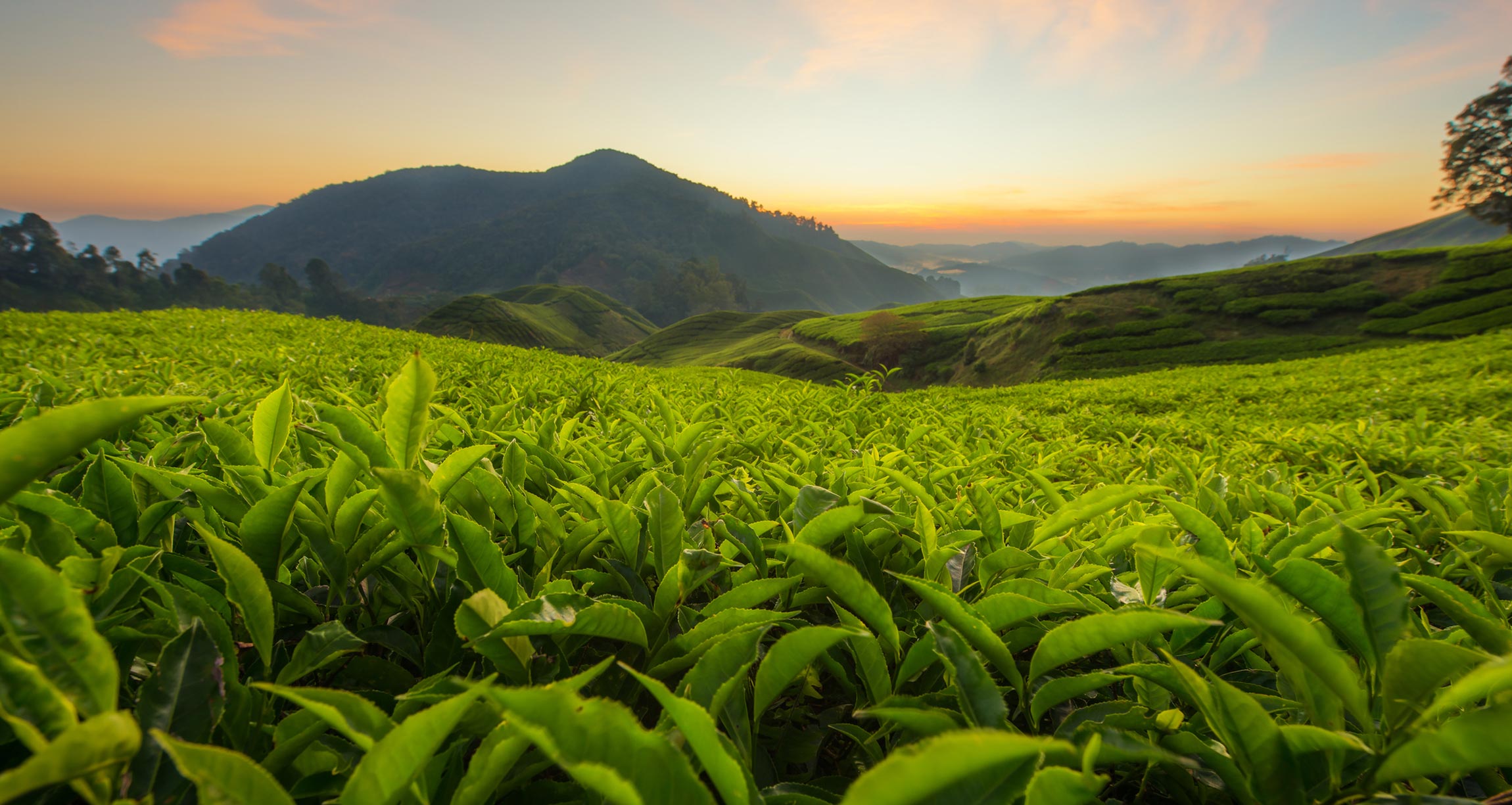 field of tea leaves