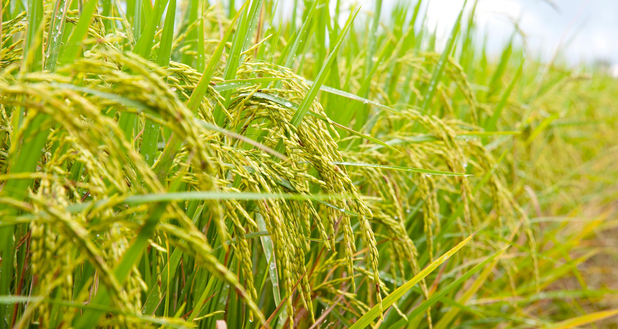 Arsenic in rice: how does it get there? 