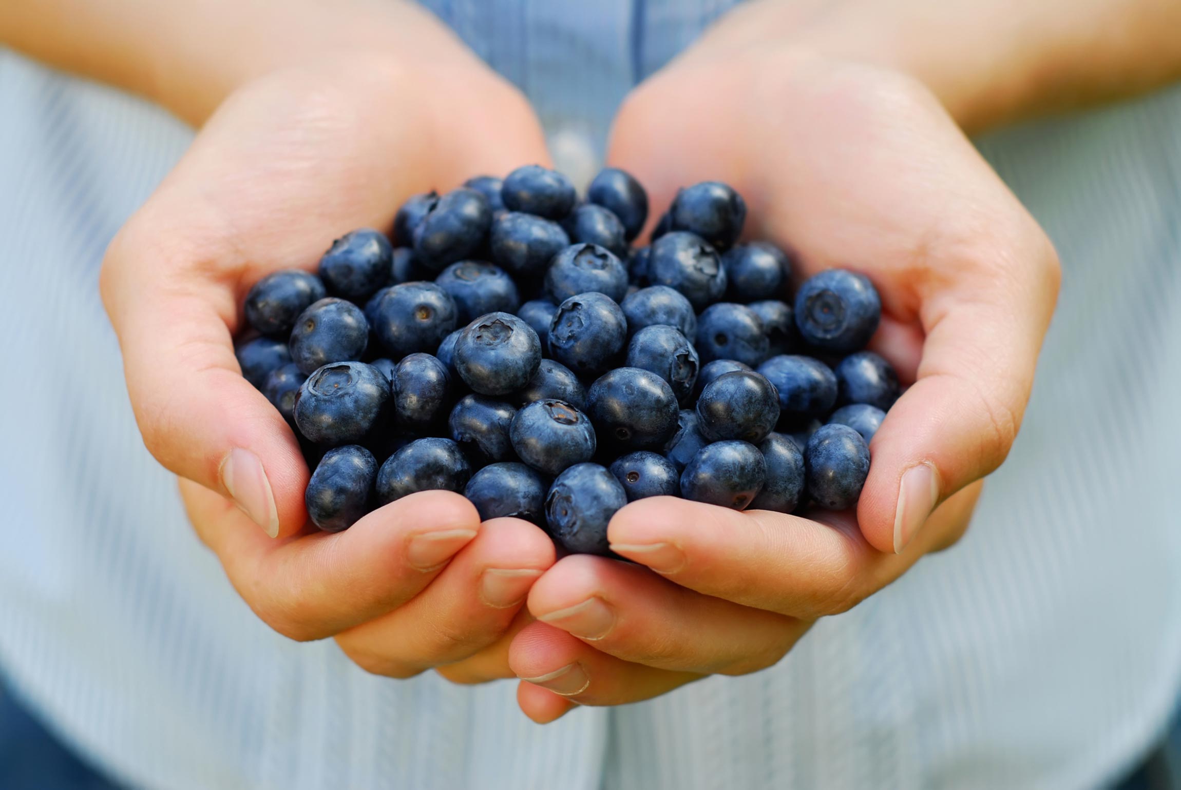 closeup of a hands holding blueberries