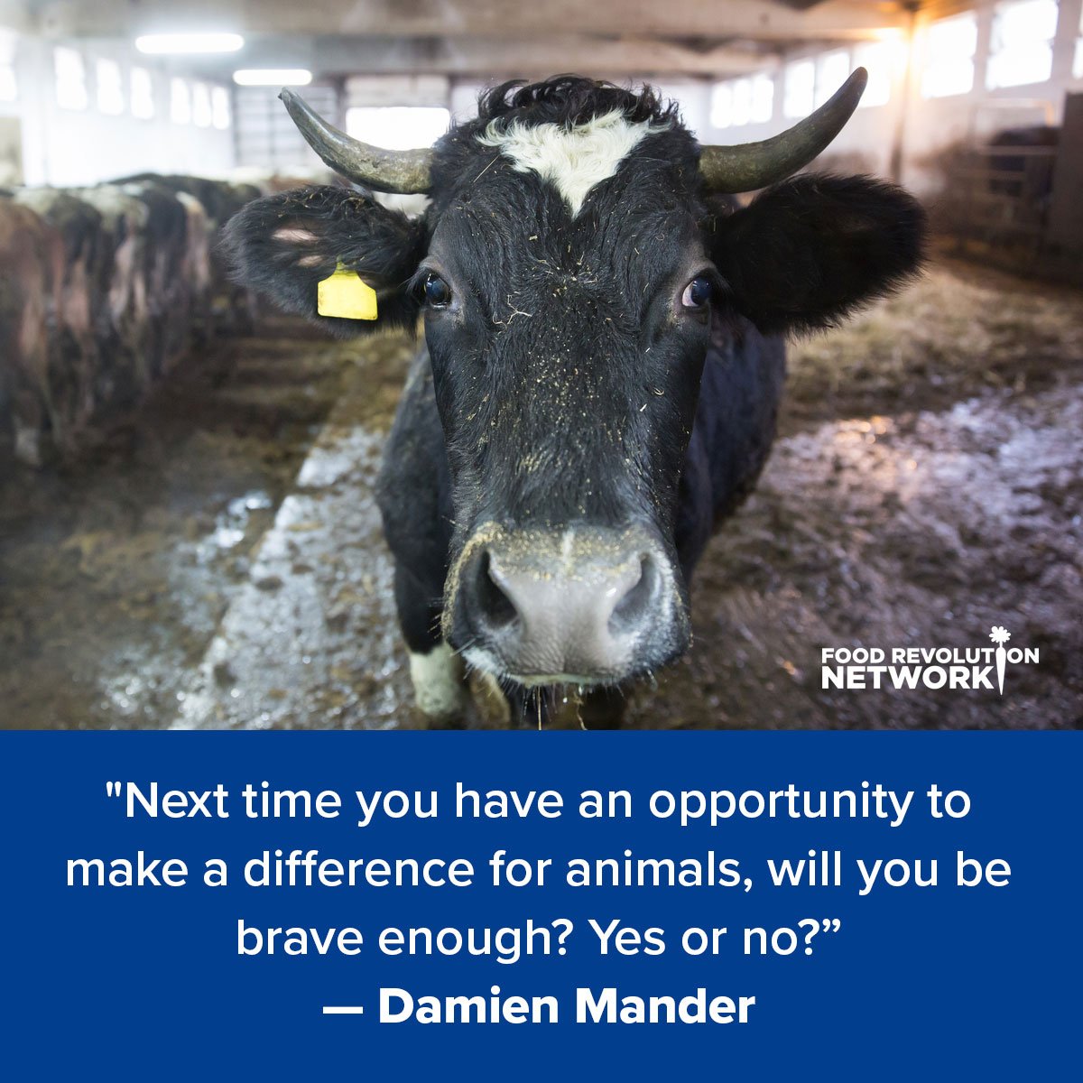 "Next time you have an opportunity to make a difference for animals, will you be brave enough? Yes or no?” — Damien Mander