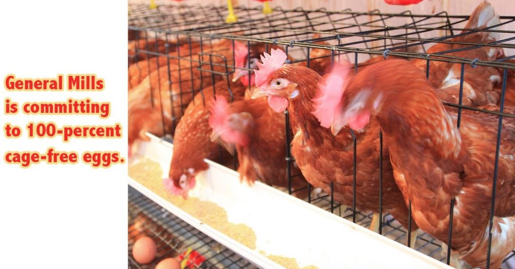 cage-free chickens