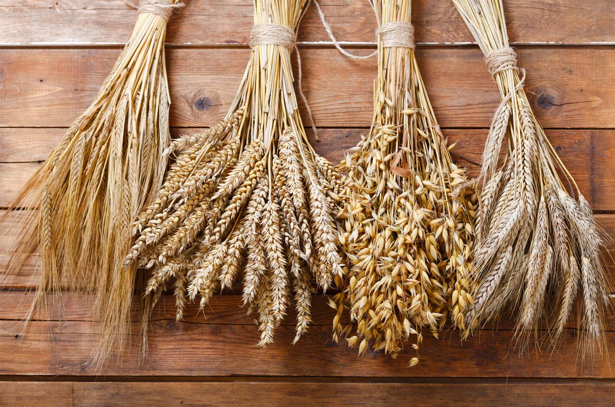 Variety of wheat barley and oats on wooden background