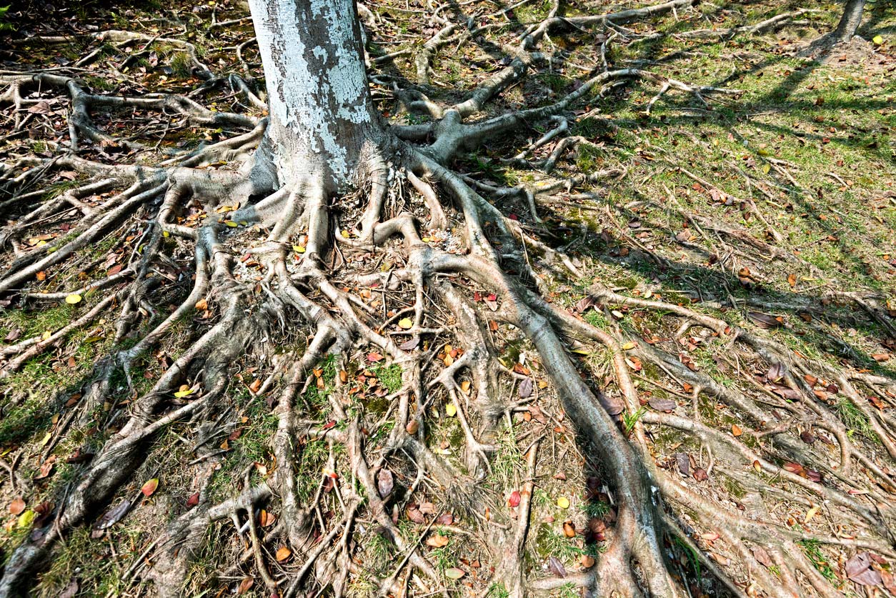 closeup of tree root system above ground