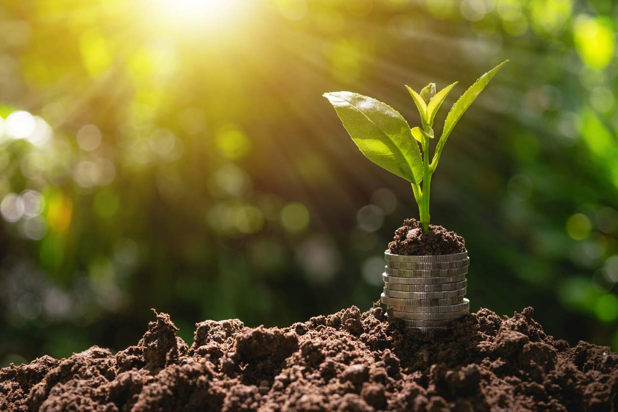 seedling sitting on coins in dirt