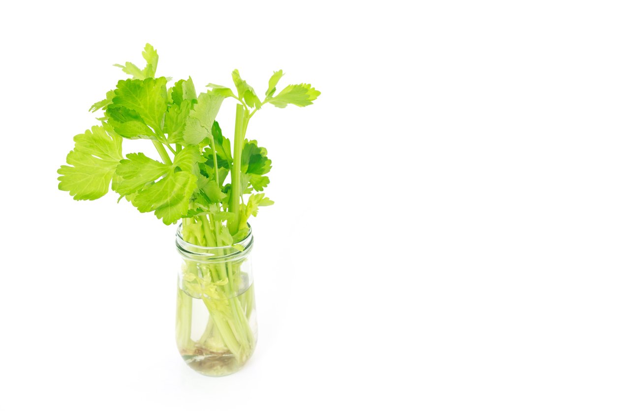 celery vegetable organic food healthy nature