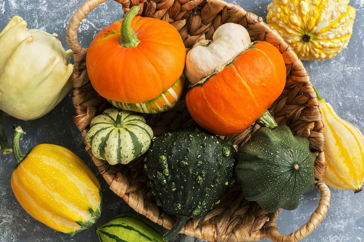 Winter squash and gourds