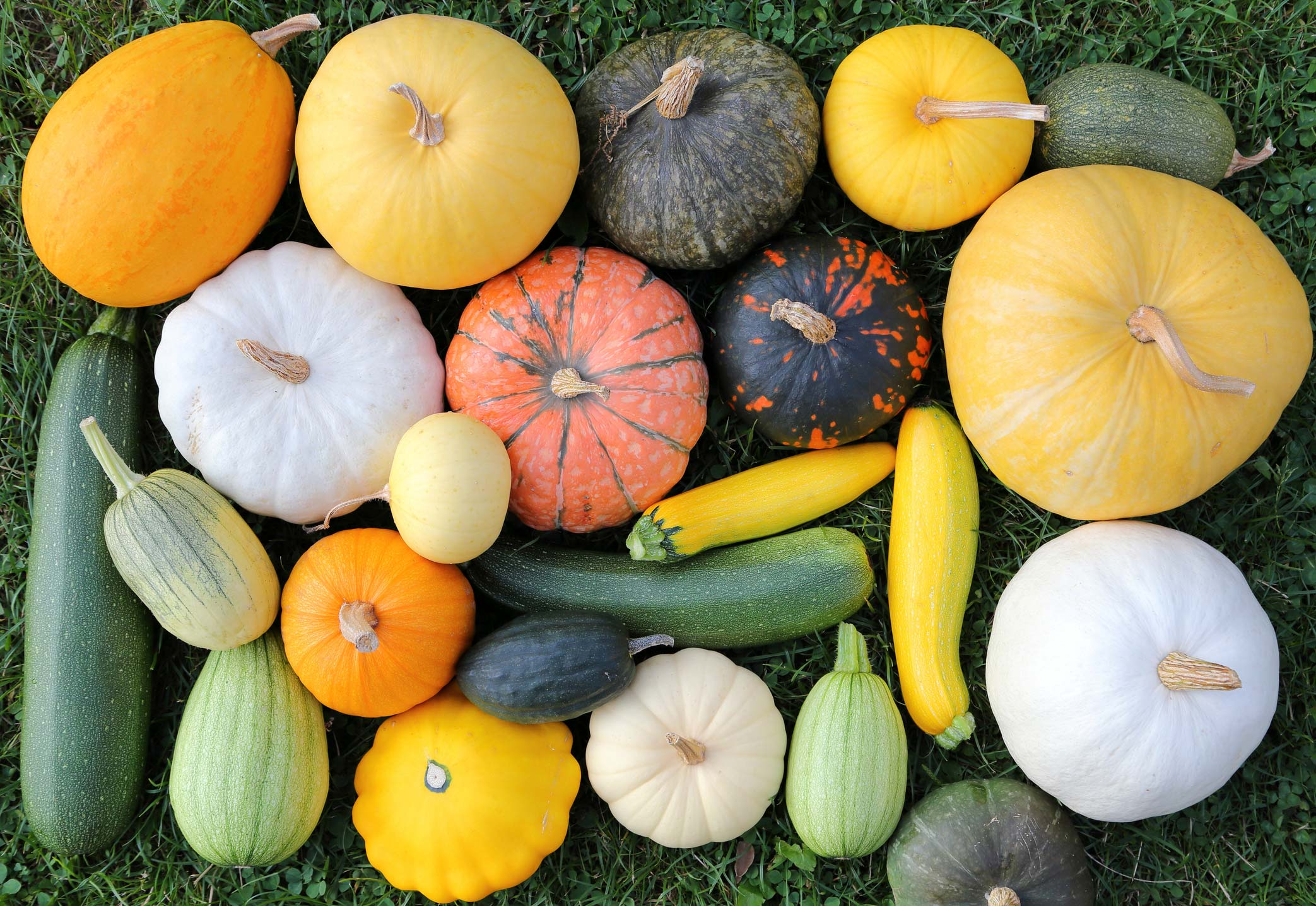 Squash Health Benefits Squash Types and Recipes