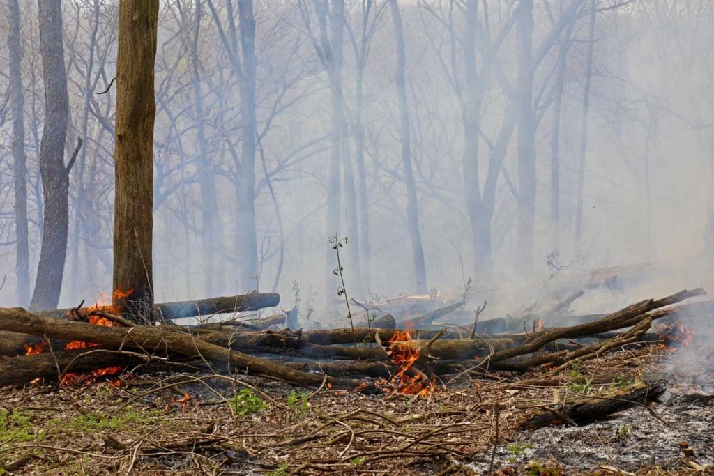 Controlled burns in an oak forest