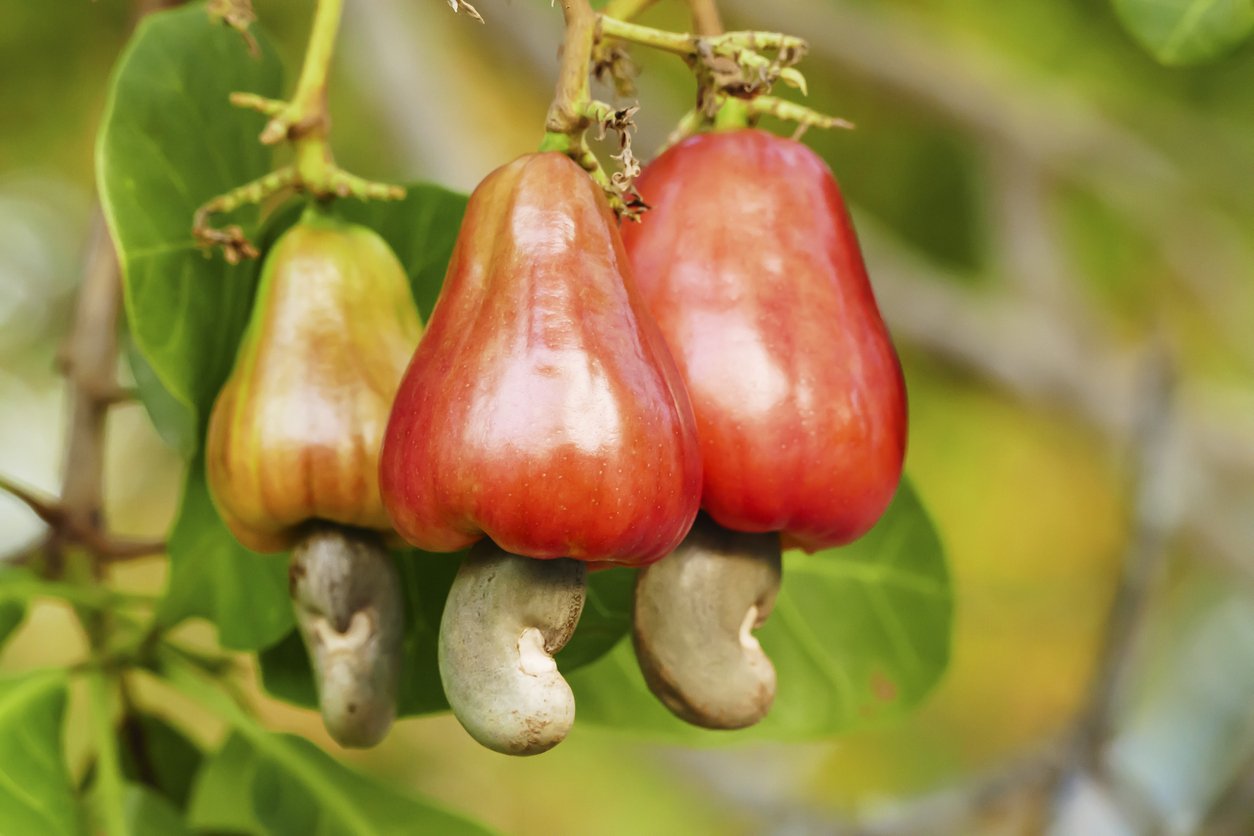 Cashew nut fruits