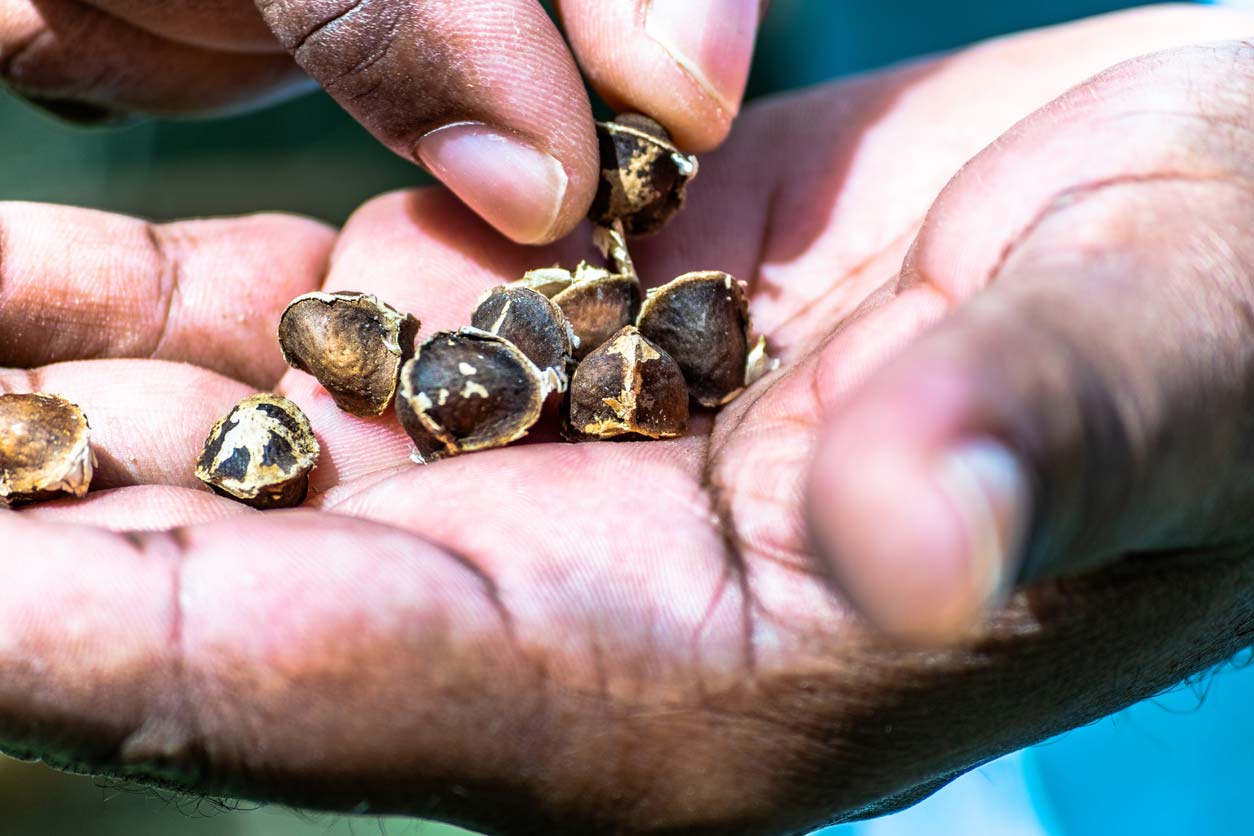 seed pods in an open hand