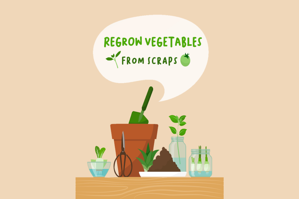 Regrow vegetables from scraps