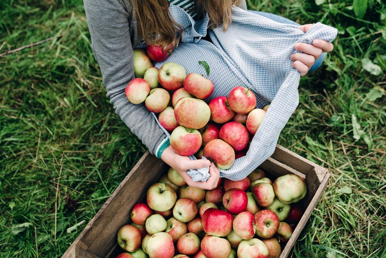woman harvesting apples