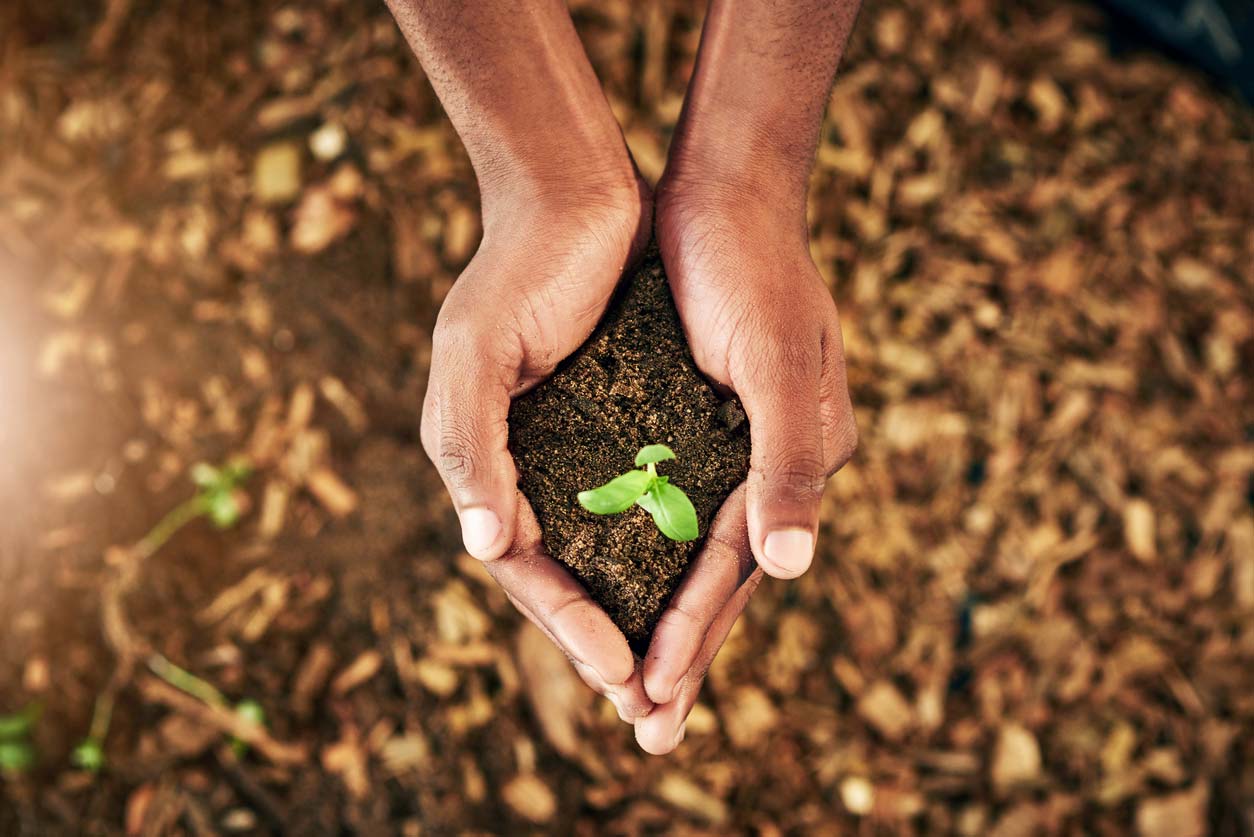 hands holding sapling in dirt