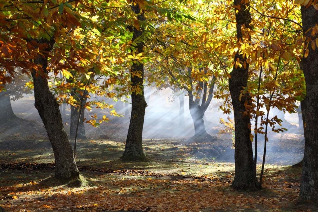 Food forests were part of indigenous history 