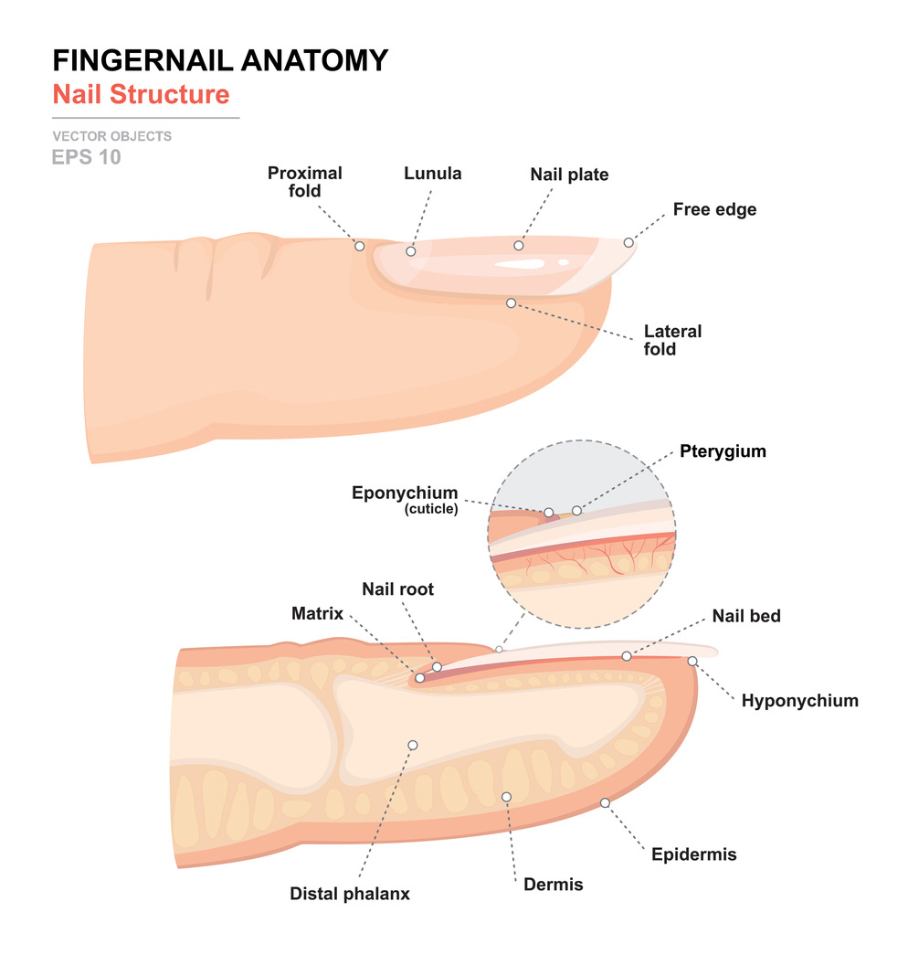 anatomical drawing of fingernail anatomy - nail health