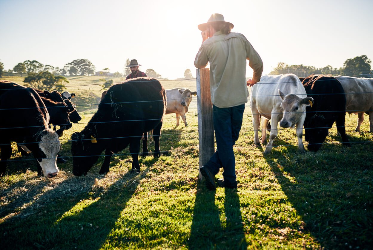 regenerative agriculture farmer looking at his cows