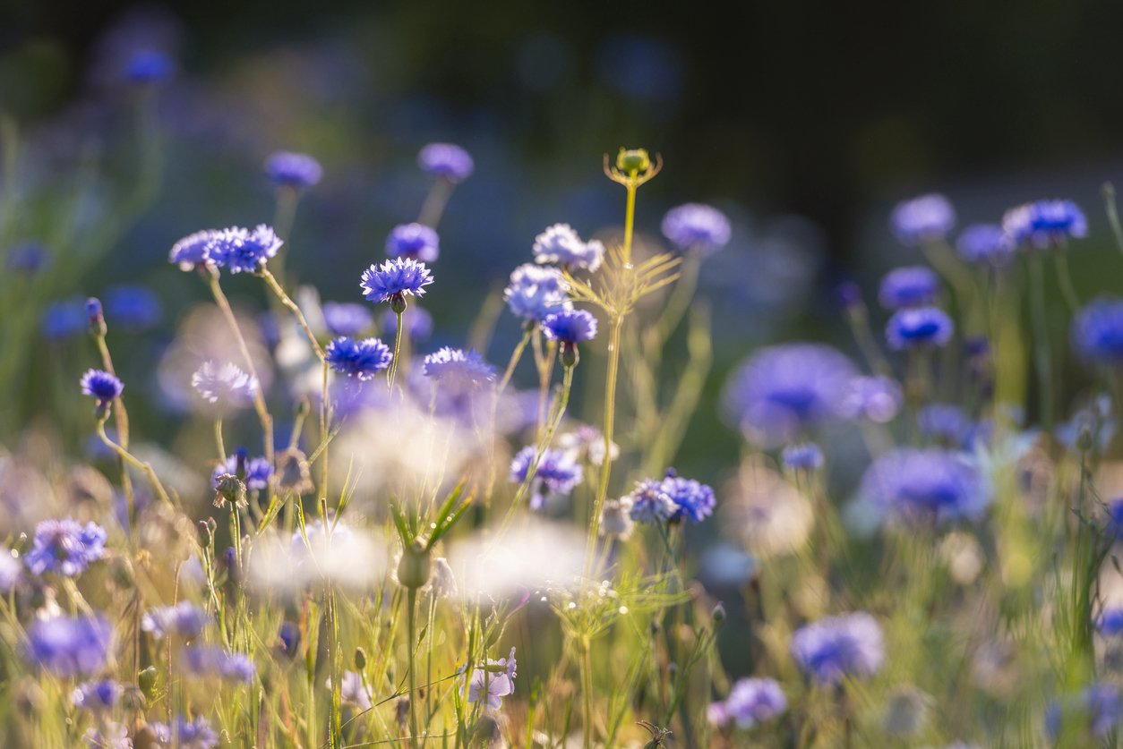 Cornflower meadow