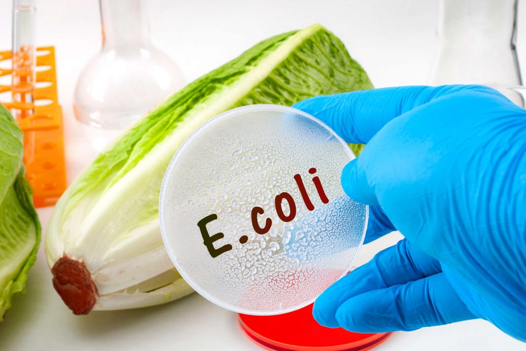 E. coli romaine lettuce