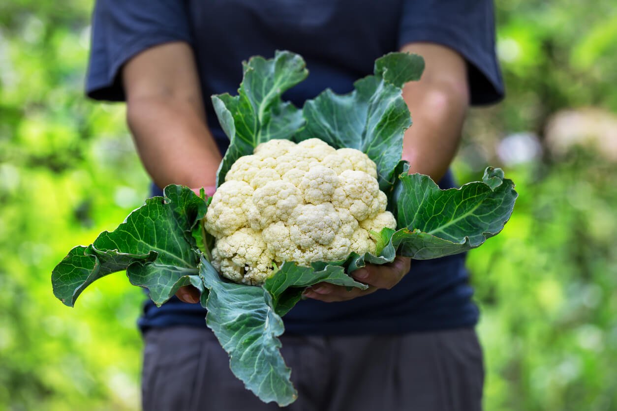 cauliflower with leaves in hands of a woman