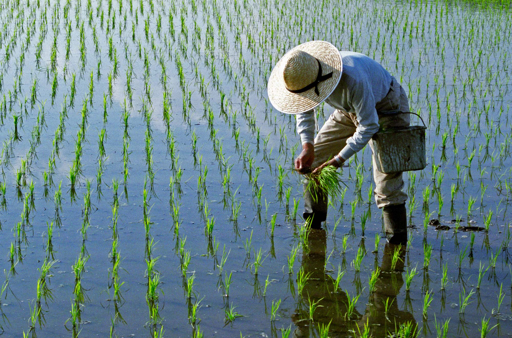 farmer planting rice