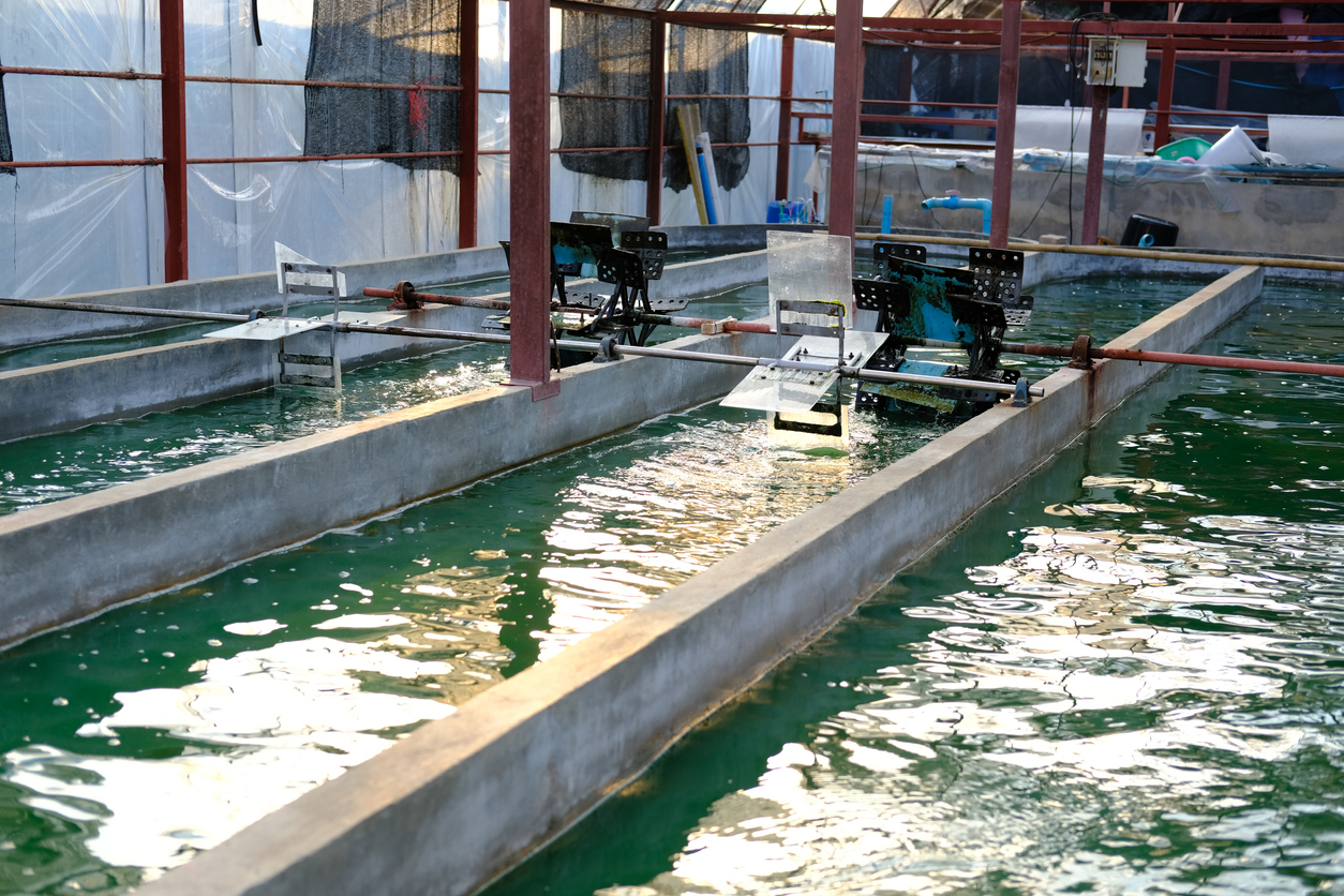 spirulina farm. algae farming for dietary supplement production